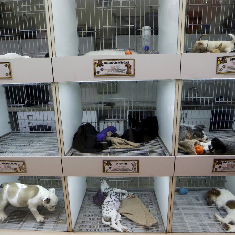 pet store animals in cages