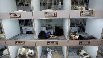 COVID-19 lockdown deaths of animals in Bangladesh pets shops spark outcry