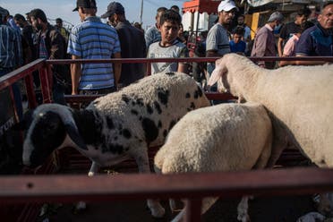  Vendors wait for customers as people look to buy sheep at a livestock market in preparation for the upcoming Muslim Eid al-Adha holiday in Gaza City, Friday, July 9, 2021. (AP)