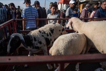 Vendors wait for customers as people look to buy sheep at a livestock market in preparation for the upcoming Muslim Eid al-Adha holiday in Gaza City, Friday, July 9, 2021. (AP)