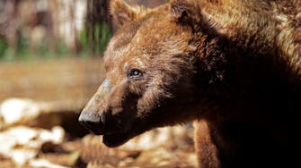 Two rescued bears head for US from crisis-hit Lebanon