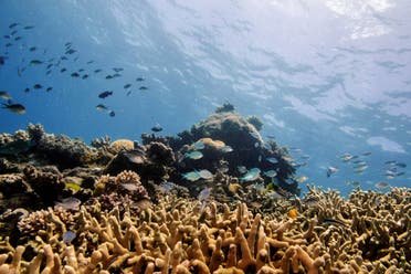The World Heritage Committee is set to consider whether to add the Great Barrier Reef to UNESCO’s list of endangered sites, after high-level lobbying from Australia to prevent the move. (File Photo: Reuters)