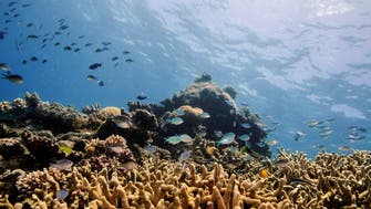 China says UNESCO move on Great Barrier Reef not politically motivated