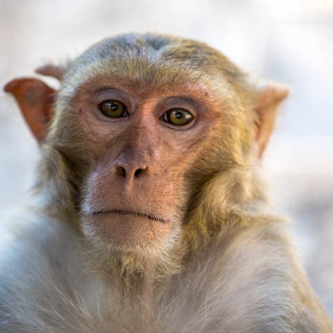ما هو الفيروس 'القردي' الذي قتل طبيبا صينيا وشغل العالم؟