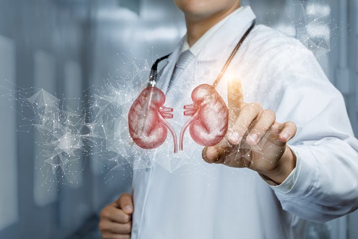 Kidney (figurative - istock)