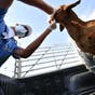  البيئة السعودية: وصول مليون رأس من الماشية إلى مكة