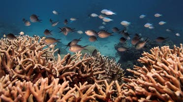 A school of fish swim above a staghorn coral colony as it grows on the Great Barrier Reef off the coast of Cairns, Australia, on October 25, 2019. (Reuters)