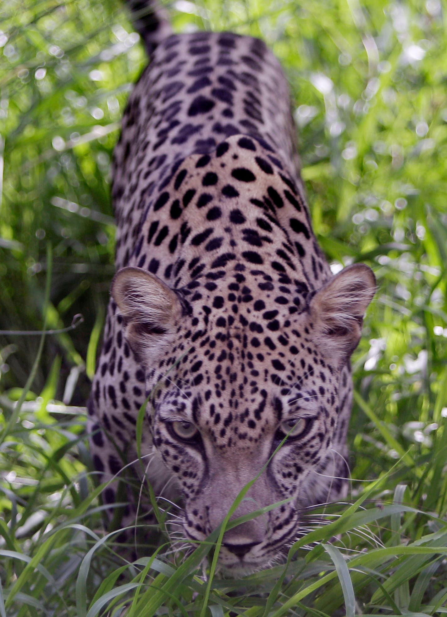 In this Tuesday, July 30, 2013 photo, a four year old Arabian leopard called Spoti approaches the camera at the Breeding Center for the Arabian Wildlife in Sharjah, United Arab Emirates. (File photo: AP)