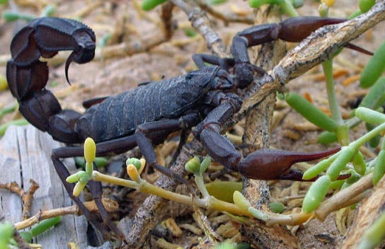 The deadly fat-tailed scorpion. (Per-Anders Olsson)