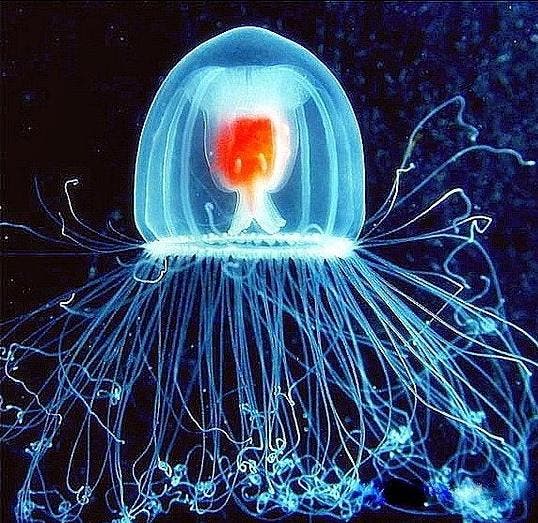 A hydroid jellyfish of the family Oceanidae, the Turritopsis nutricula is originally from the Caribbean Sea, but now it’s found around the world, in all the warm and tropical seas. (File photo)