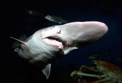 The goblin shark is a rare species of deep-sea shark and the only extant representative of the Mitsukurinidae family, a lineage some 125 million years old. (File photo)