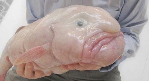 The Blobfish is a deep-sea fish which inhabits waters just above the sea bed at depths of 600 to 1,200 meters (2,000 to 3,900 feet), off the coasts of mainland Australia, New Zealand and Tasmania. (File photo)