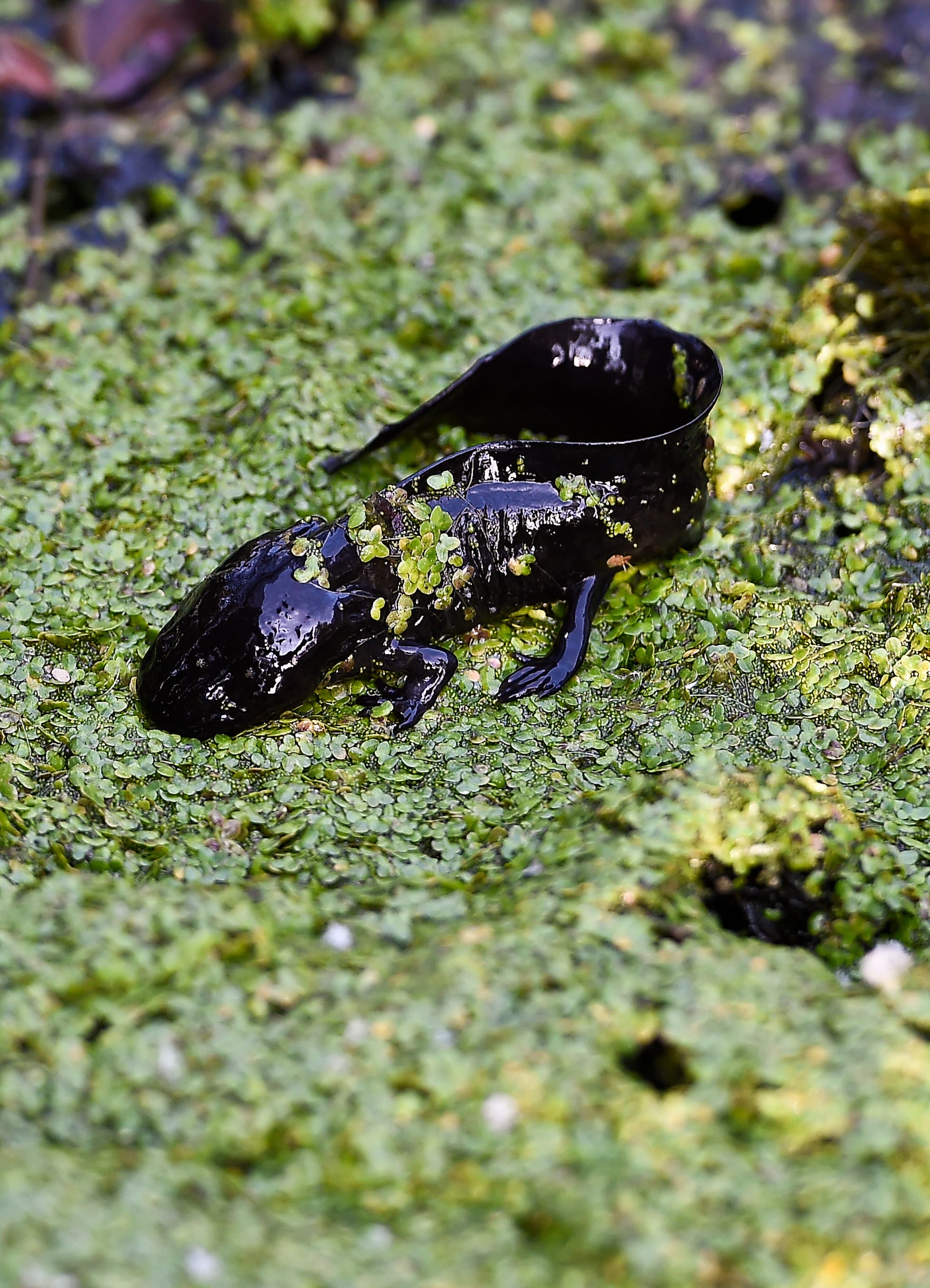 View of an Axolotl (Ambystoma Mexicanum) in a channel of Xochimilco, southern Mexico City, on August 29, 2014. The wild axolotls are near extinction due to urbanization in Mexico City and water pollution. (File photo: AFP)