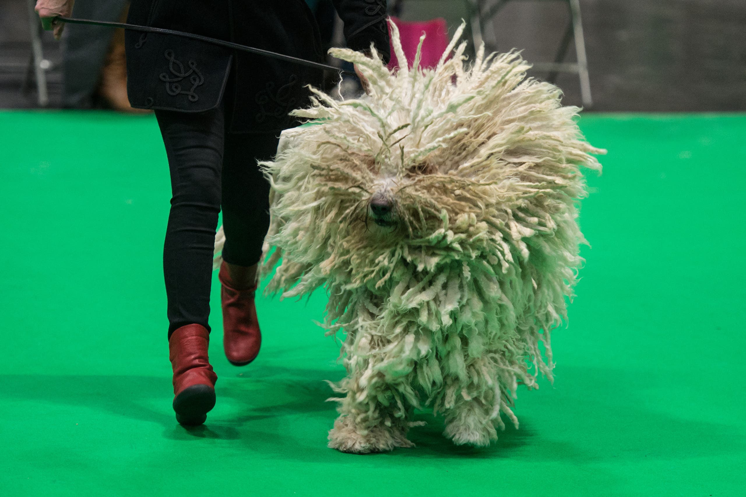 A woman runs with her Komondor dog as its judged in a show ring on the second day of the Crufts dog show at the National Exhibition Centre in Birmingham, central England, on March 8, 2019. (File photo: AFP)