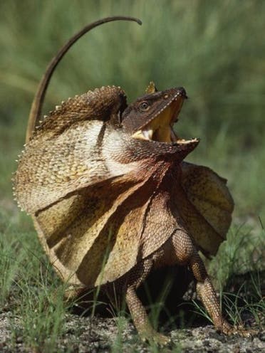 A menacing appearance with its giant frill, the frill-necked lizard, endemic to northern Australia and southern New Guinea, the docile, low-key critters are actually only interested in insects. (File photo)