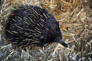 Top 10 strangest animals in the world | Al Arabiya English Top 10 strangest animals in the world | Al Arabiya English