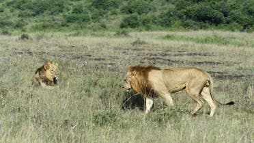 Two male lions are seen at Nairobi National Park in Nairobi on June 21, 2020. (File photo: AFP)