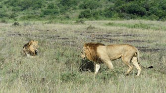 Lion straying outside Kenya’s Nairobi National Park causes panic