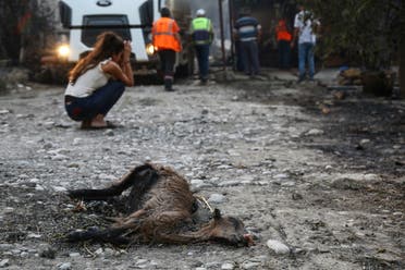 A resident reacts next to the remains of a dead animal laying in an area scorched by a forest fire that spread to the town of Manavgat, 75 km (45 miles) east of the resort city of Antalya, Turkey, July 28, 2021. (Reuters)