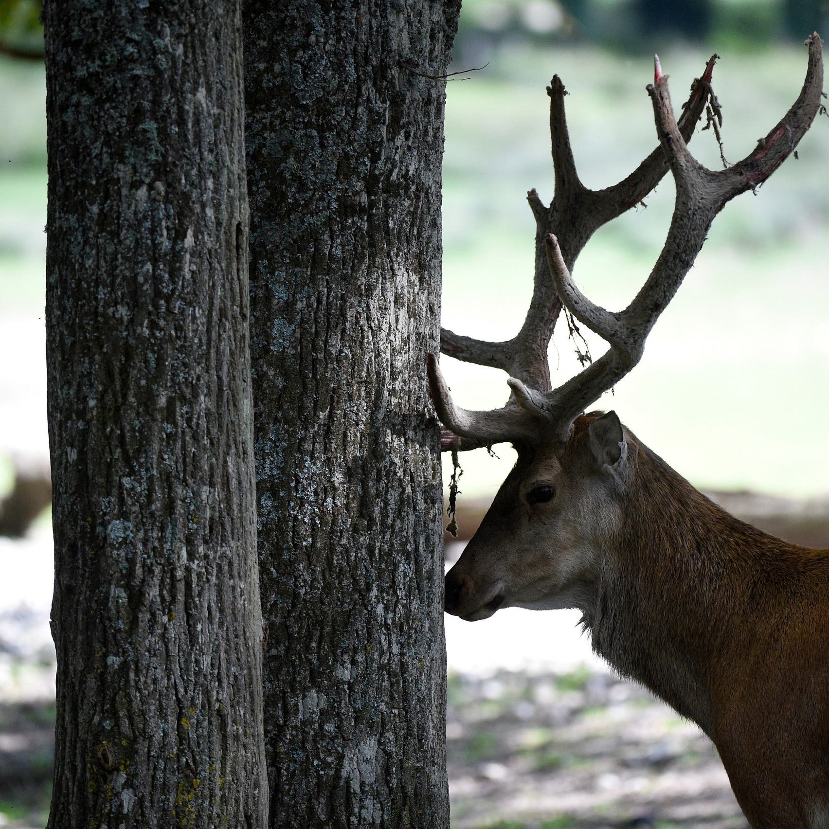 Significant portion of US deer population tested positive for COVID-19 antibodies