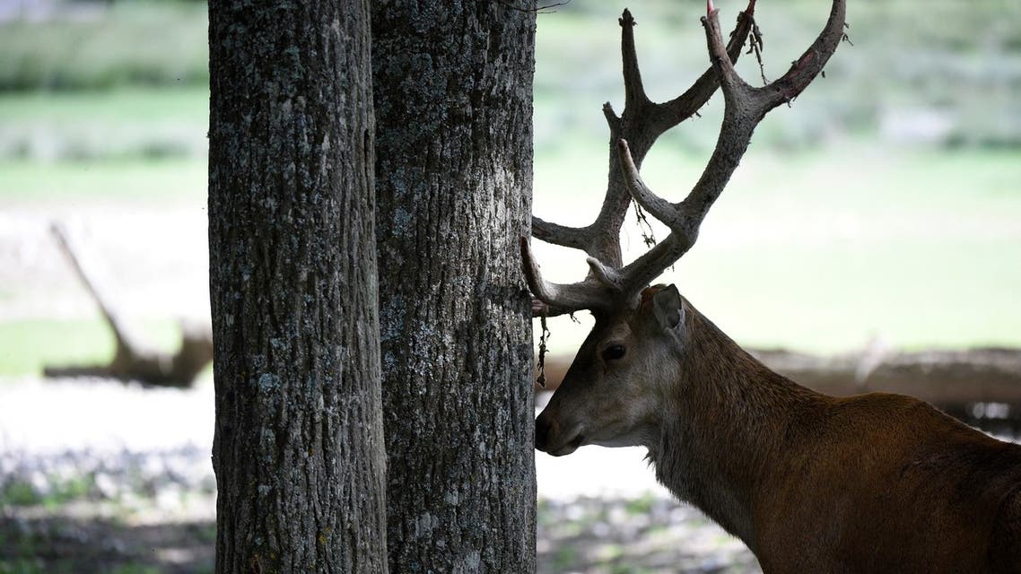 A deer rubs the velvet off his antlers on a tree at Sainte-Croix the animal park on July 29, 2021, in Rhodes, northeastern France. (AFP)