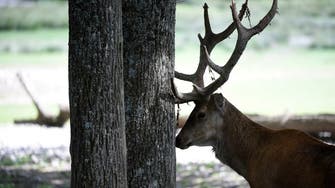 Significant portion of US deer population tested positive for COVID-19 antibodies