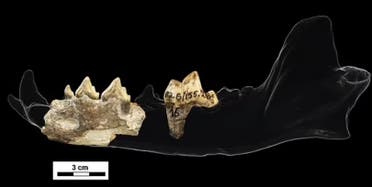 عظام الفك التي عثر عليها (ديلي ميل)