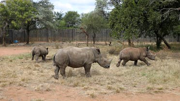 Orphaned rhinos are seen amid the spread of the coronavirus disease (COVID-19), at a sanctuary for rhinos orphaned by poaching, in Mookgopong, Limpopo province, South Africa April 17, 2020. REUTERS/Siphiwe Sibeko
