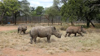 South Africa illegal rhino killings on the rise as COVID-19 curbs relaxed