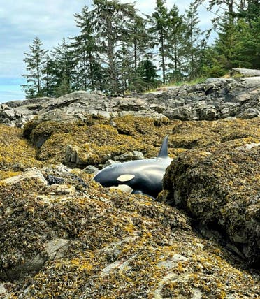 The orca that became stranded in Prince of Wales Island in Alaska on July 29 2021. (Twitter)