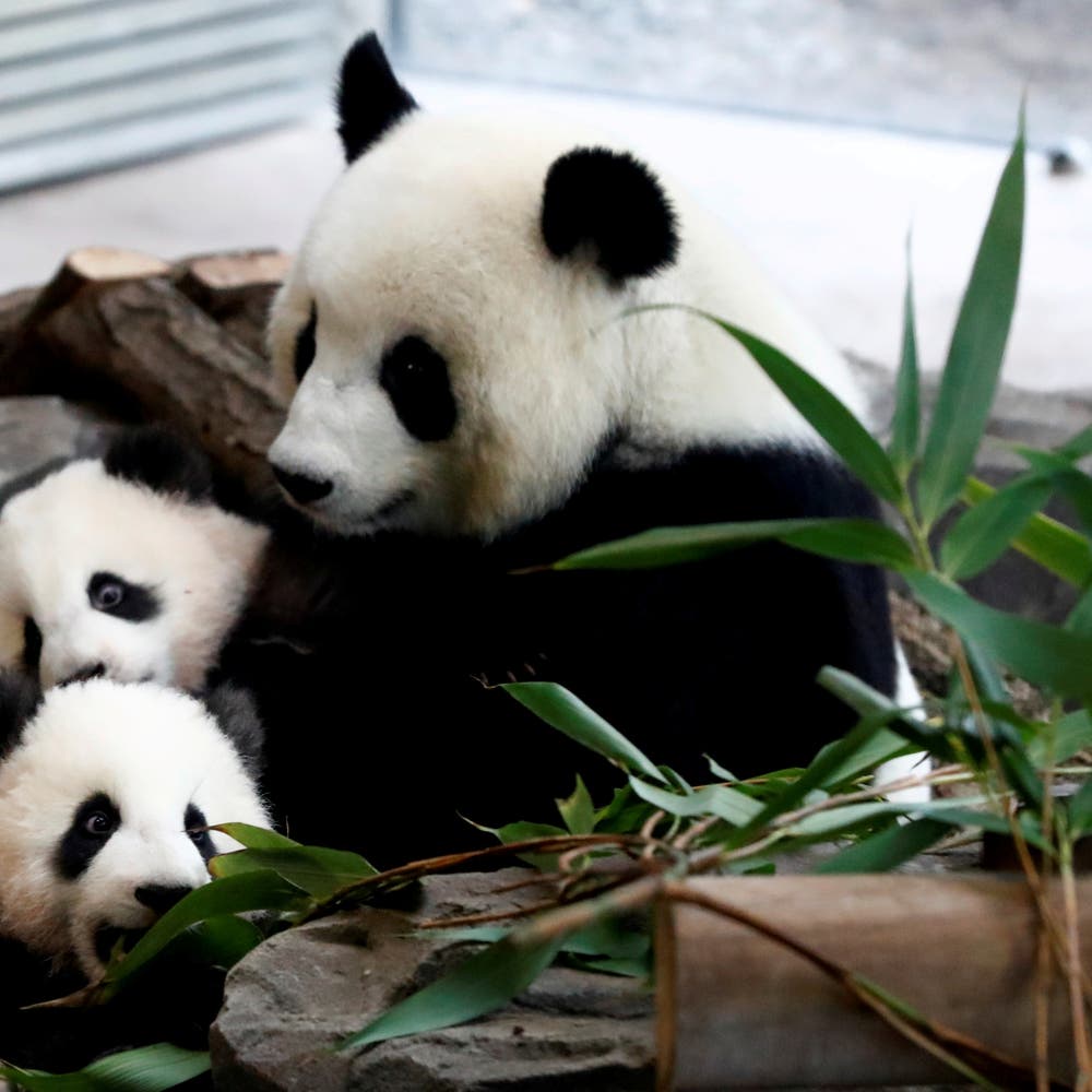 Giant panda in French zoo gives birth to female twins, Wildlife News