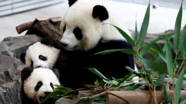 Panda twin cubs Paule (Meng Yuan) and Pit (Meng Xiang) and mother panda Meng Meng are seen during their first appearance in their enclosure at the Berlin Zoo in Berlin (File photo: Reuters)