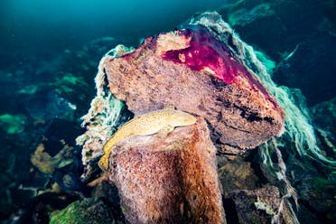 A photo shows a burbot fish resting on rocks covered in purple and white microbial mats inside the Middle Island Sinkhole in Lake Huron, Mich. (Phil Hartmeyer/NOAA Thunder Bay National Marine Sanctuary via AP)