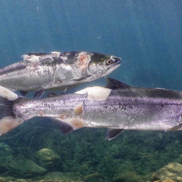 Scorching water temperatures burn Salmon fish in Columbia River: Video
