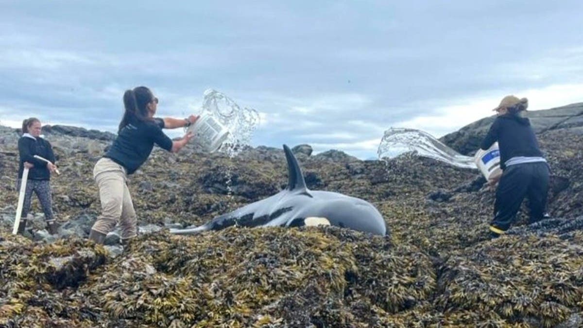 Watch: Killer whale rescued after being stranded on rocks for six hours | Al Arabiya English