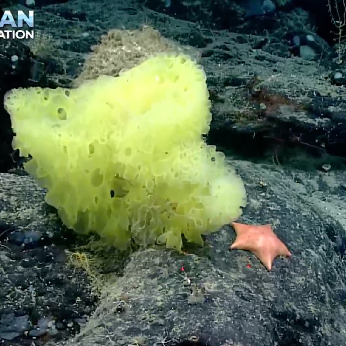 Scientists discover Spongebob Squarepants and Patrick lookalikes a mile underwater