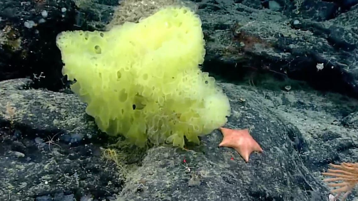 A screengrab from the Okeanos Explorer's live feed showing a sea sponge and starfish that resemble cartoon characters Spongbob and Patrick. (Twitter) 