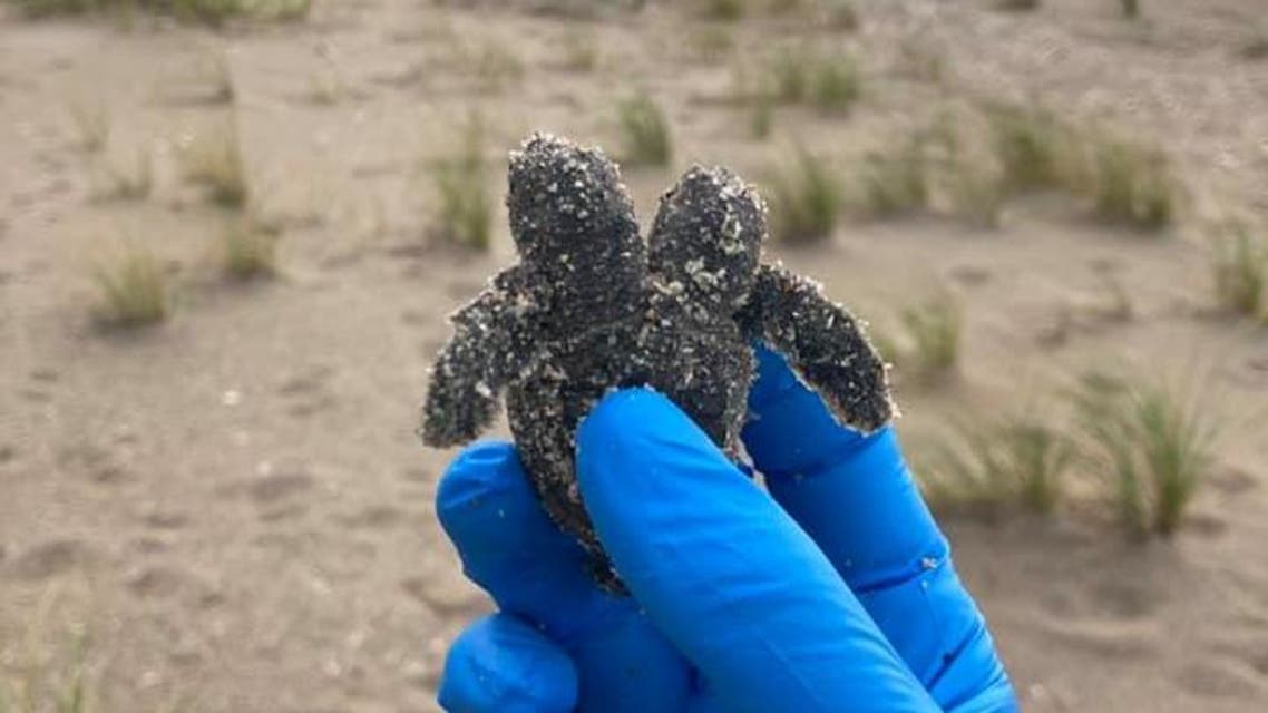 Two-headed sea turtle found on a beach in South Carolina. (Facebook)