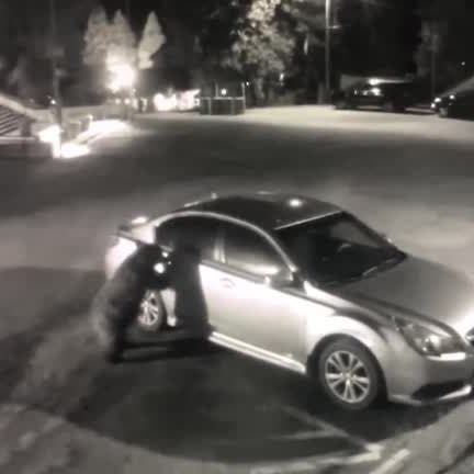 Watch: Bear breaks into car in California courthouse parking lot