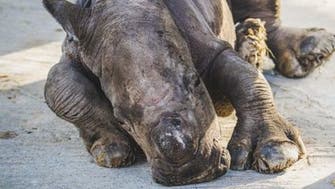 Baby southern white rhino born at Sharjah Safari