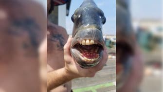 Photos: Sheepshead fish known for its ‘human teeth’ caught in US 