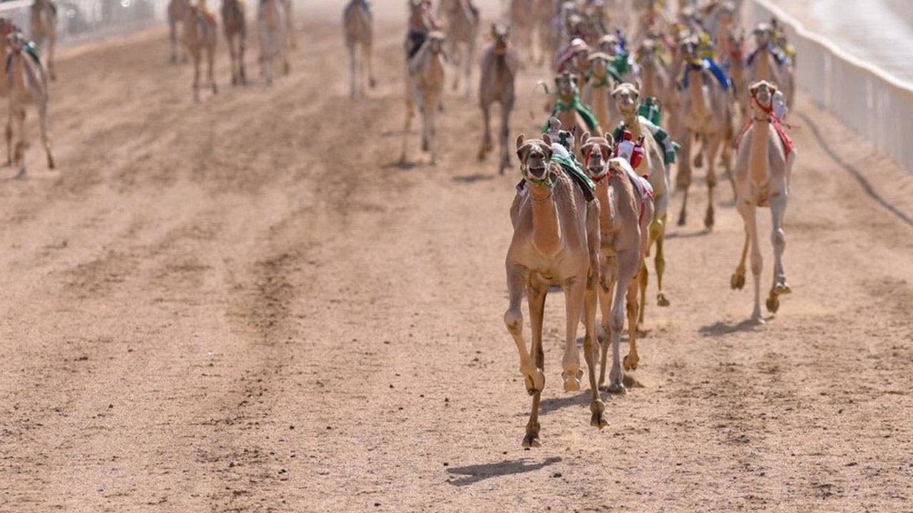 مهرجان ولي العهد للهجن