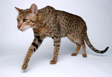 The Ashera is a mix between an African Serval, an Asian Leopard and a domestic cat that can weigh up to 30 pounds (14 kg). (Reuters)