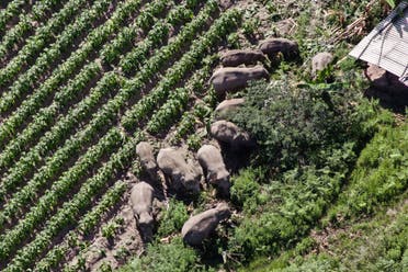 صورة التقطت في 13 يوليو الماضي لقطيع الأفيال 