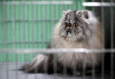 A cat is seen in a cage backstage before the prize ceremony during the Mediterranean Winner 2016 cat show in Rome, Italy, April 3, 2016. (Reuters)