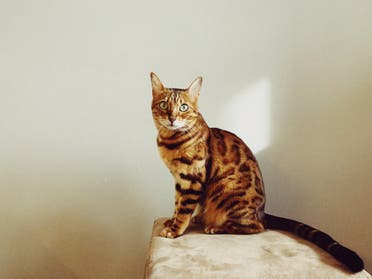 Bengal cat. (Unsplash, Igor Karimov)