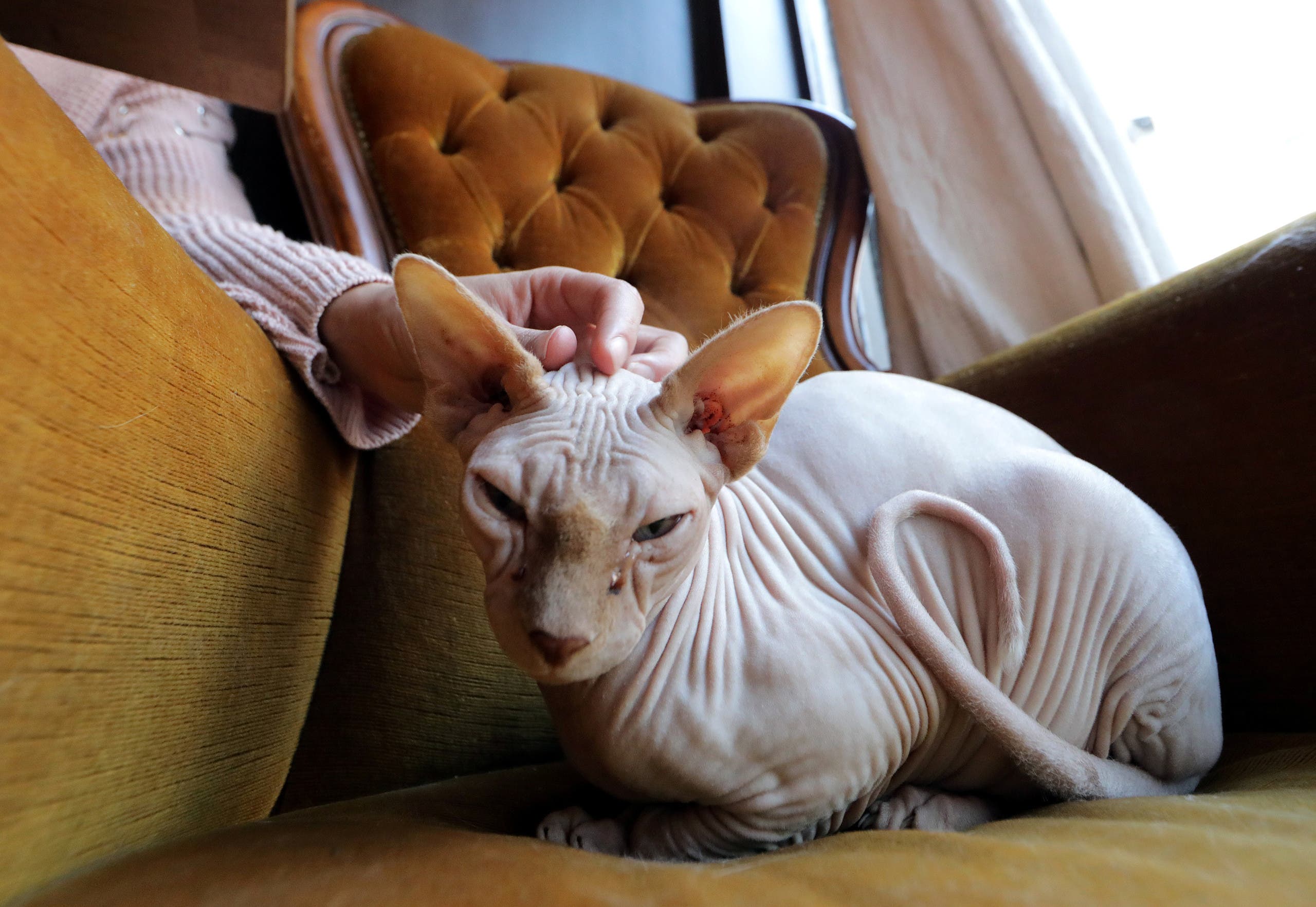  A customer pets Edguard, a Sphynx, at “La Ronronnerie”, a cat cafe in Nice, France, December 5, 2017. (Reuters)