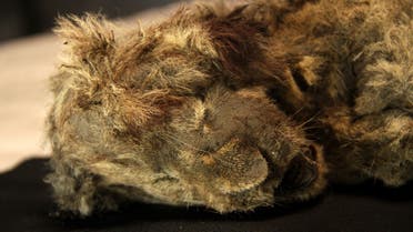 Frozen cave lion cub, nicknamed Sparta, found in the Siberian arctic. (Twitter)