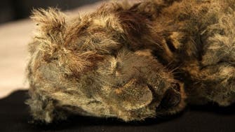 Perfectly preserved, frozen cave lions found in Siberia with whiskers still intact