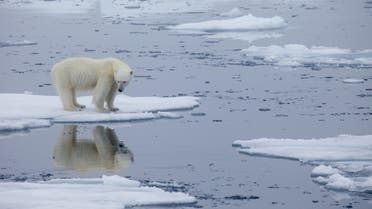 A handout photo made available on July 17, 2020 by Polar Bears International shows a polar bear standing on melting sea ice in Svalbard, Norway, in 2013. (File photo: AFP)